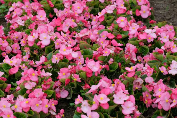 Adopter les bons engrais pour vos rosiers