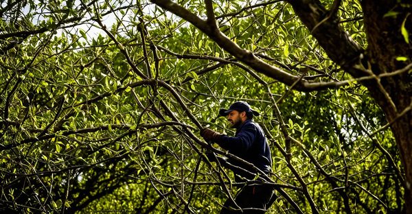 Élagage à toulouse : des experts pour vos espaces verts
