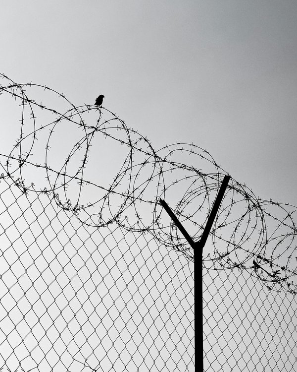 Clôture et grillage rigide : découvrez les solutions françaises !